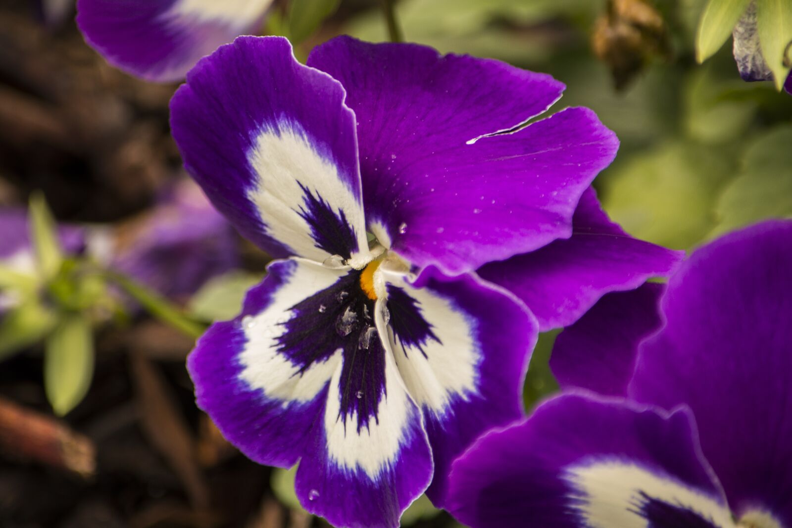 Nikon D800 sample photo. Flower, plant, nature photography