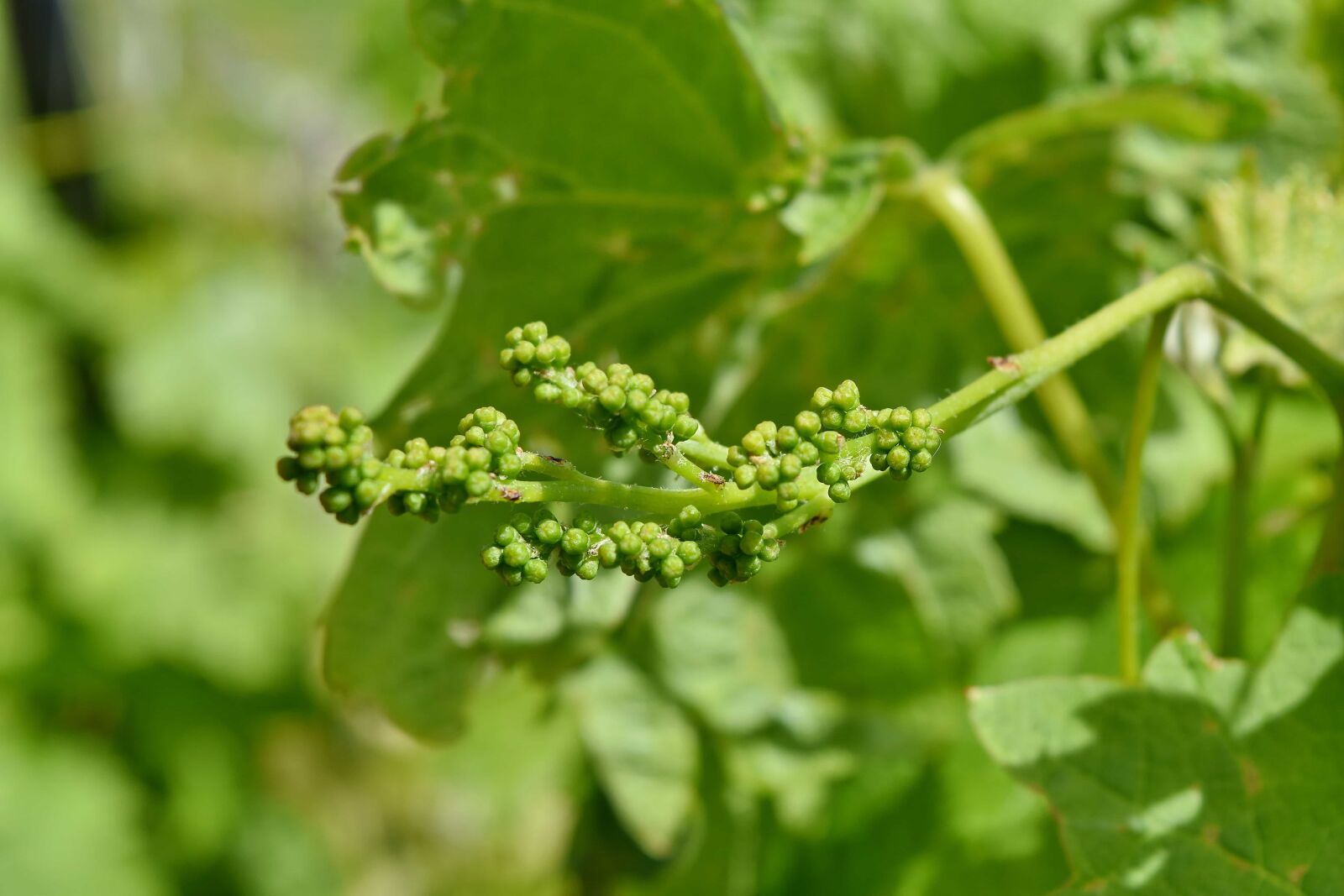 Nikon D5500 sample photo. Grapevine, green leaves, vineyard photography
