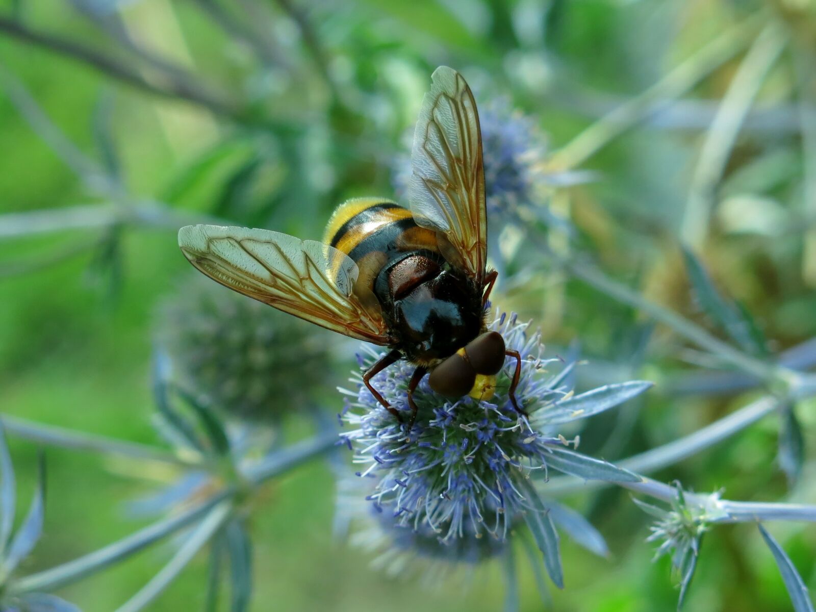 Canon PowerShot G15 sample photo. Hover fly, hornet hover photography