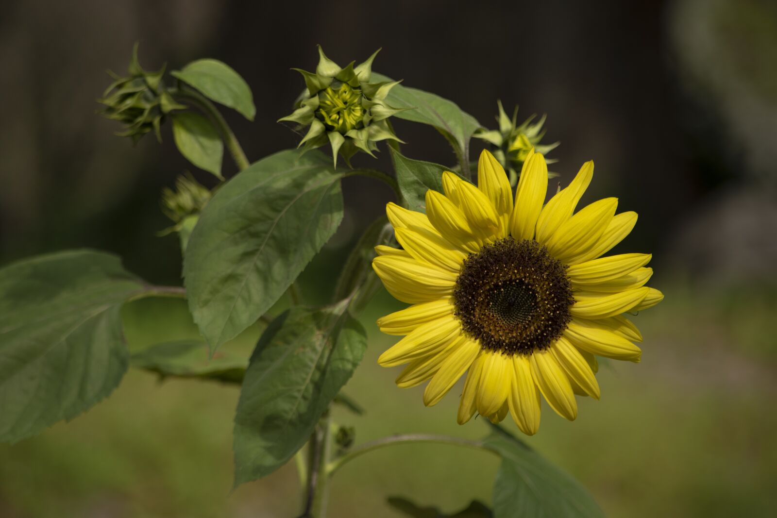 Nikon D5500 sample photo. Sunflower, flowers, bloom photography