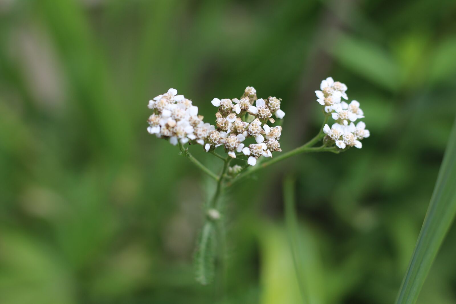 Canon EOS 1200D (EOS Rebel T5 / EOS Kiss X70 / EOS Hi) sample photo. Yarrow, white, flower photography