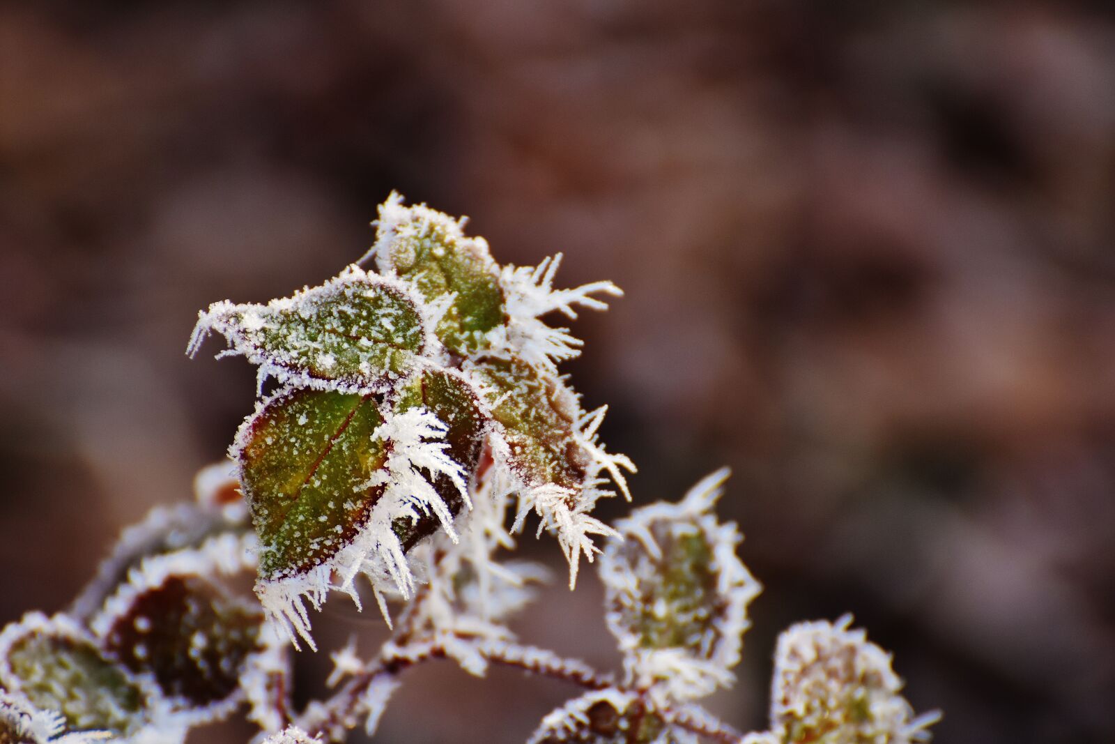 Nikon D7200 sample photo. Leaves, winter, frost photography