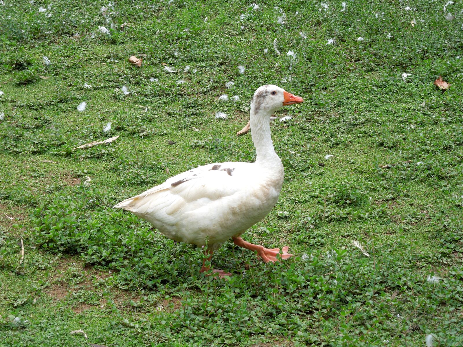 Nikon Coolpix S8200 sample photo. Goose, duck, bird photography