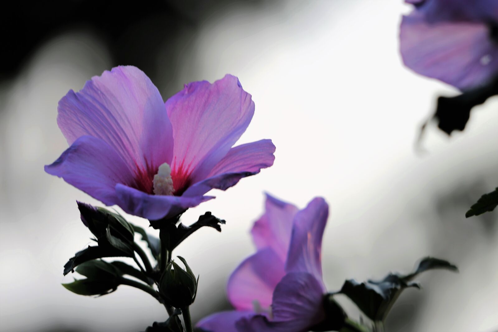 Canon EF 70-300 F4-5.6 IS II USM sample photo. Garden mallow, hibiscus, violet photography