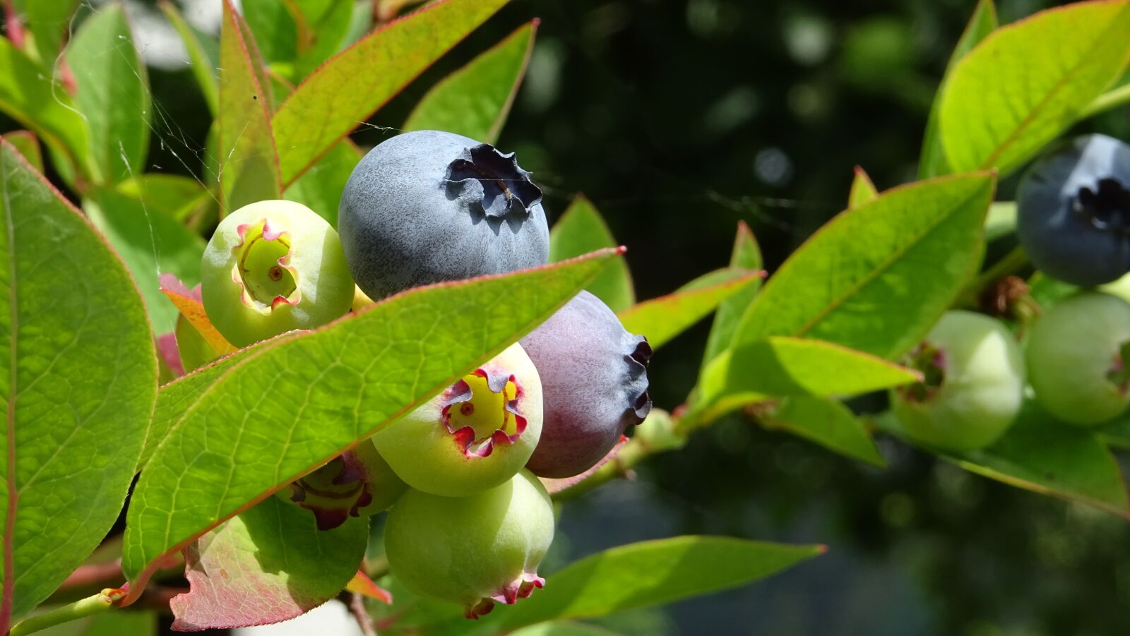 Sony DSC-HX60 sample photo. Blueberries, summer, fruit photography