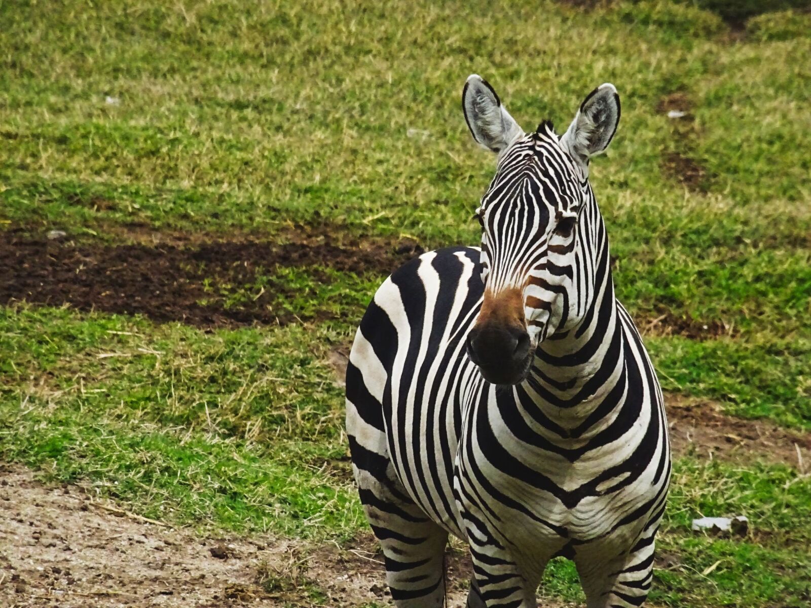 Sony DSC-HX60 sample photo. Zebra, animal, zoo photography