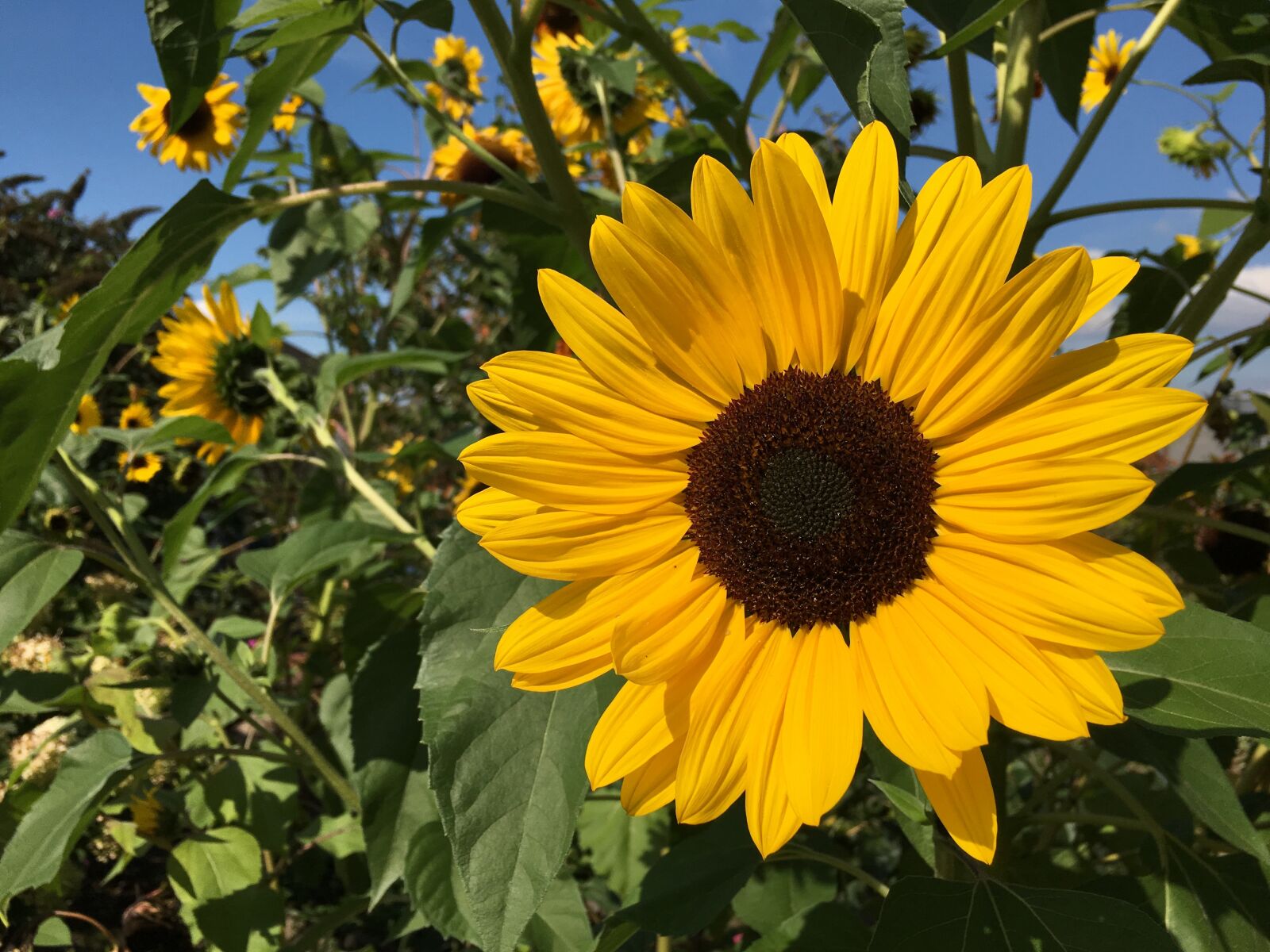 Apple iPhone 6s sample photo. Sunflower, yellow, sun photography