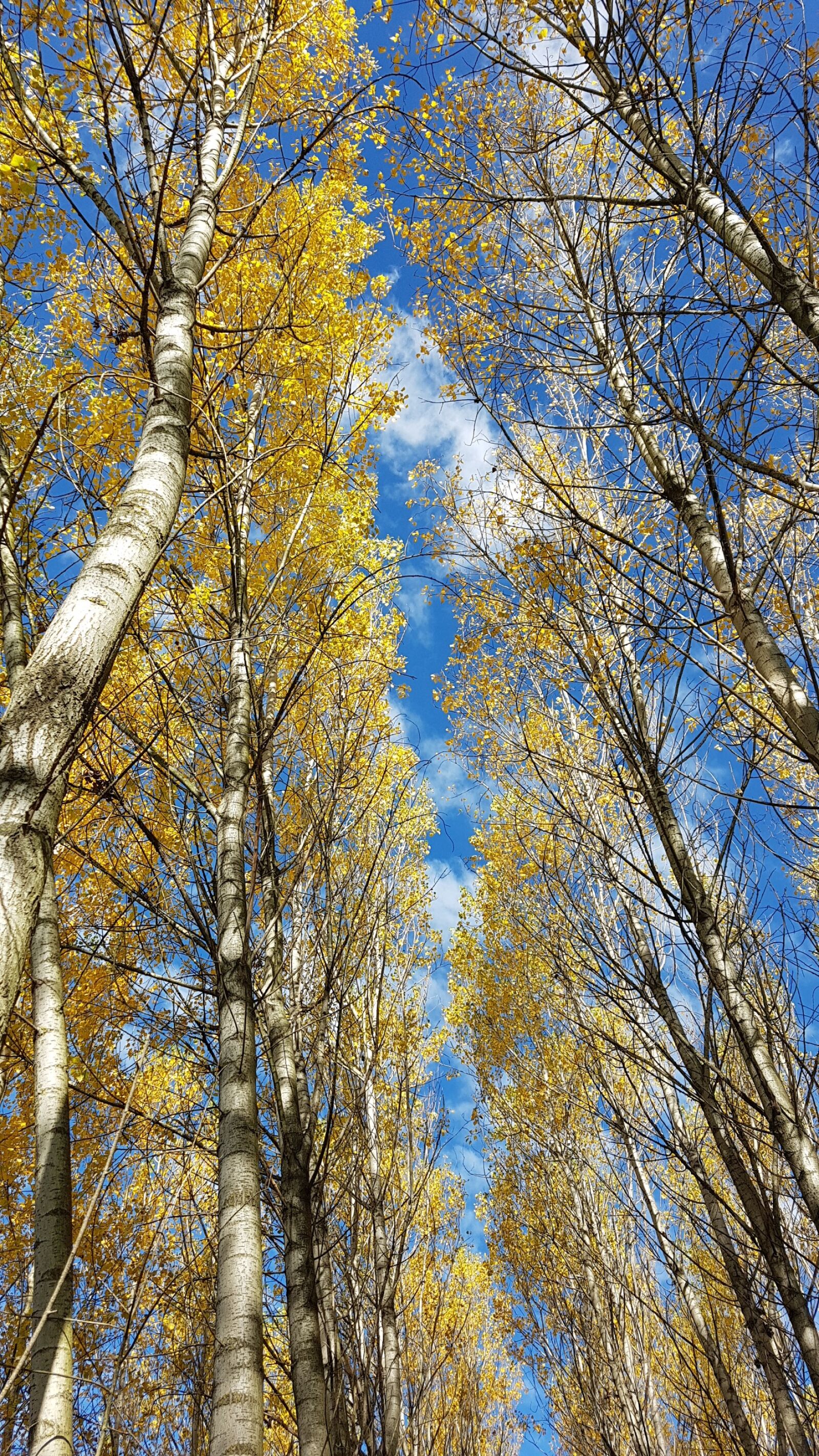 Samsung Galaxy S7 Edge sample photo. Tree, wood, nature photography