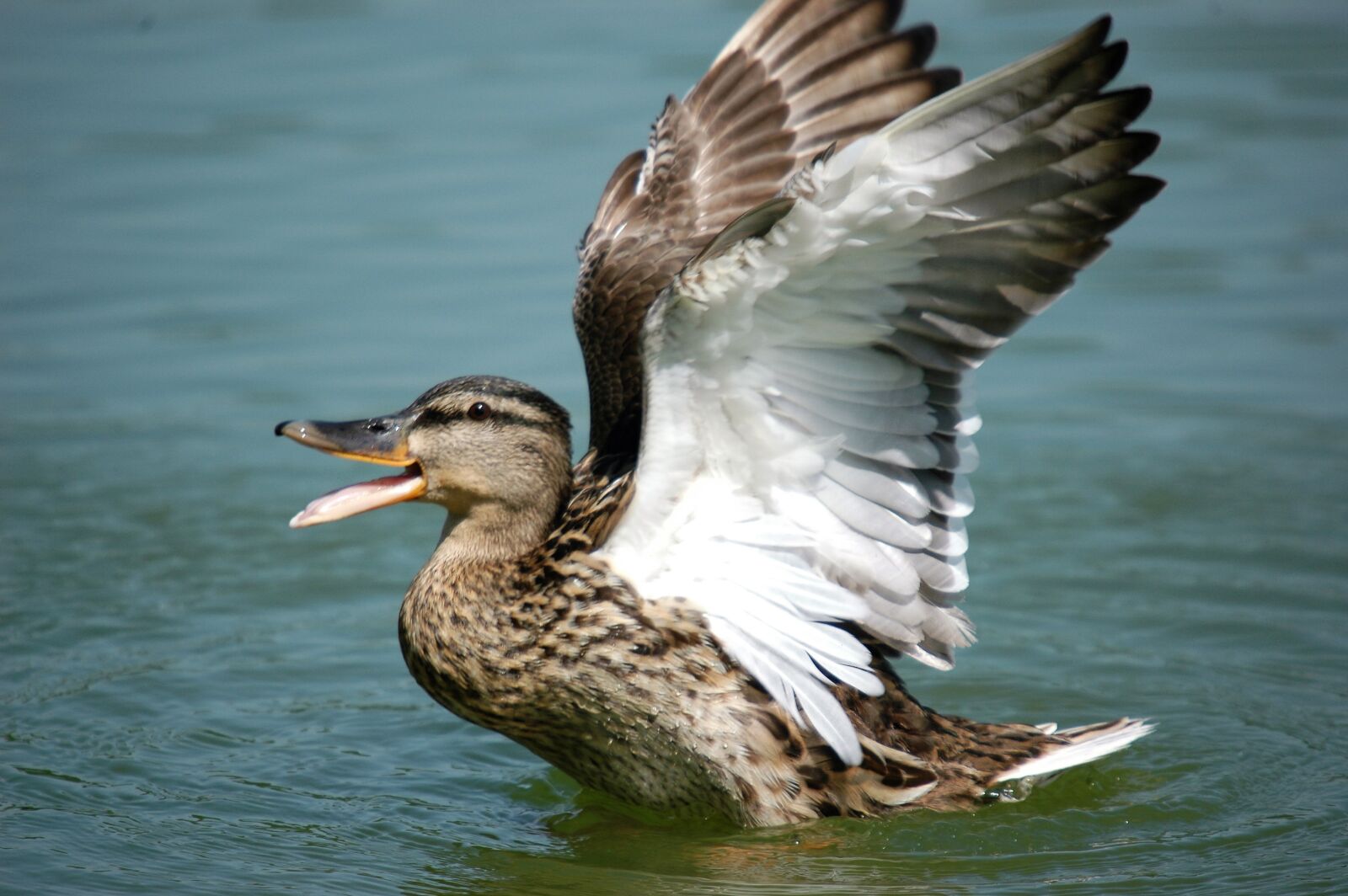 Nikon D70s sample photo. Duck, wings, bird photography