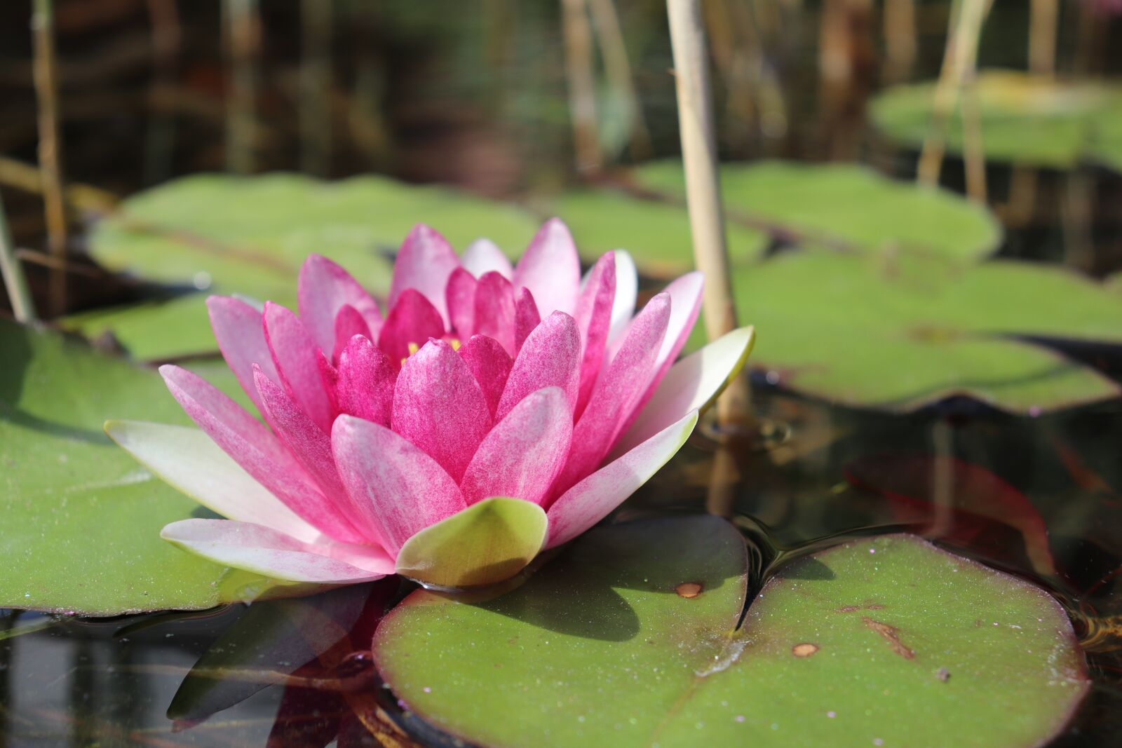 Canon EOS 800D (EOS Rebel T7i / EOS Kiss X9i) sample photo. Nuphar lutea, water lily photography
