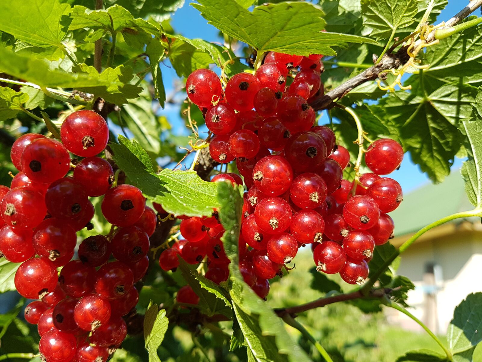 Samsung Galaxy S7 Edge sample photo. Red currant, berry, nature photography