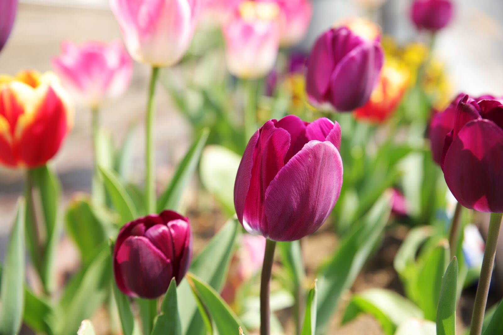 Canon EOS 6D Mark II sample photo. Tulip, spring, flowers photography