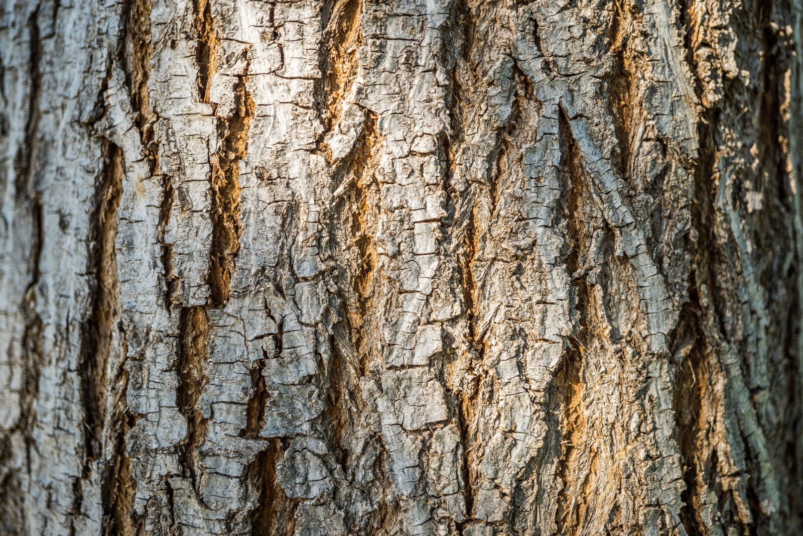 Sony E 30mm F3.5 Macro sample photo. Tree, background, nature photography