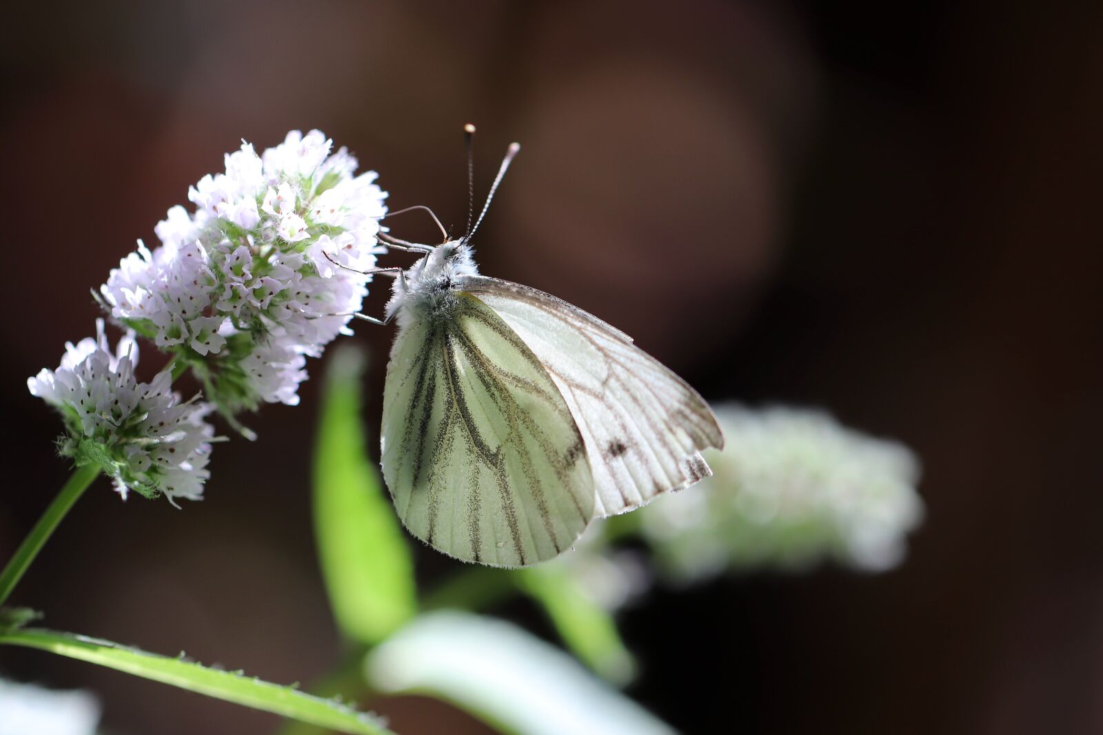 Canon EOS 800D (EOS Rebel T7i / EOS Kiss X9i) sample photo. White, butterfly, insect photography