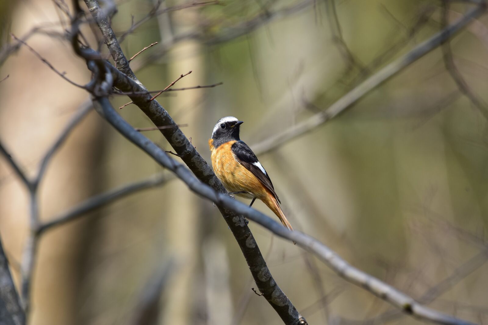 Nikon D7200 sample photo. Animal, forest, wood photography