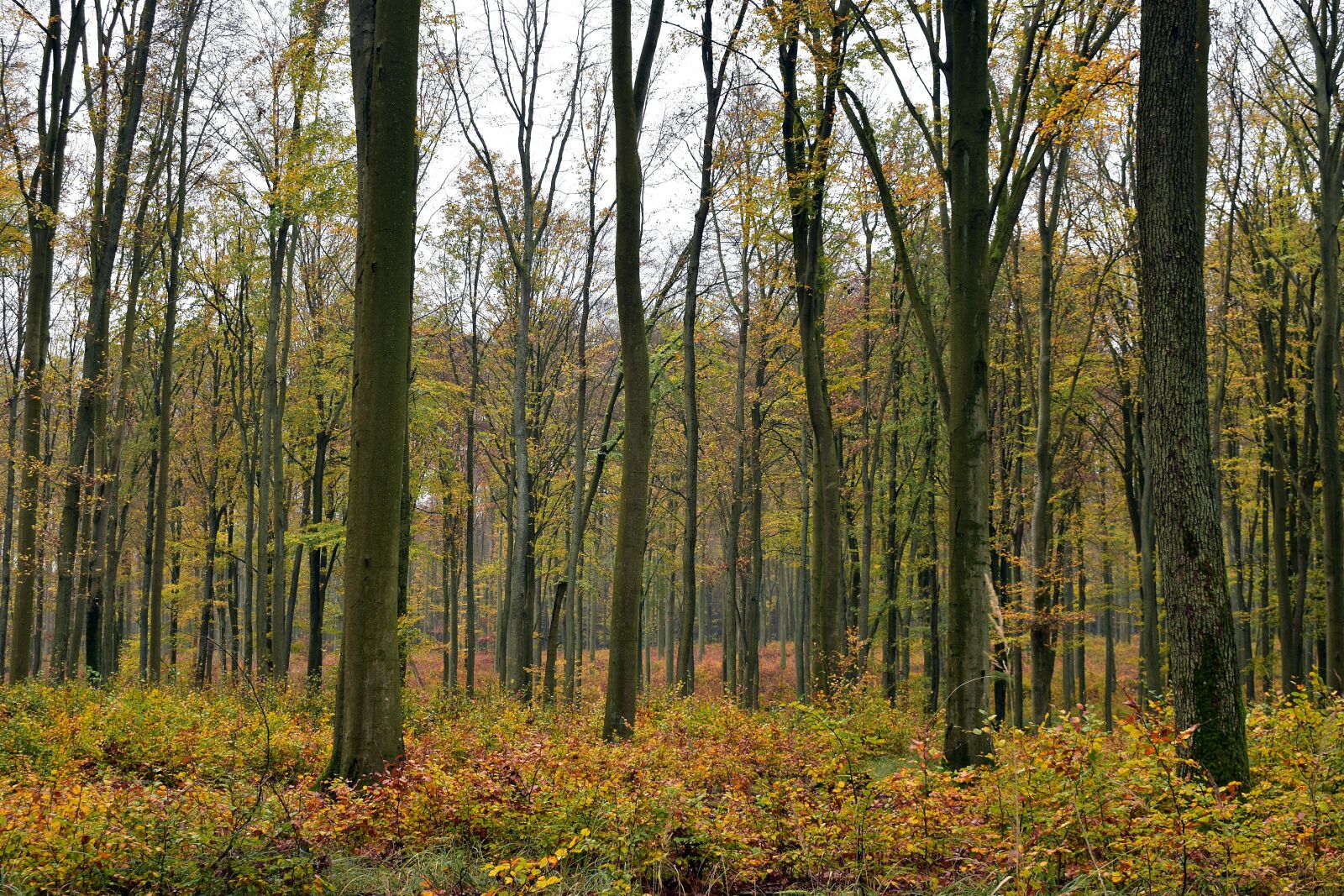 Nikon D3400 sample photo. Forest, landscape, autumn photography