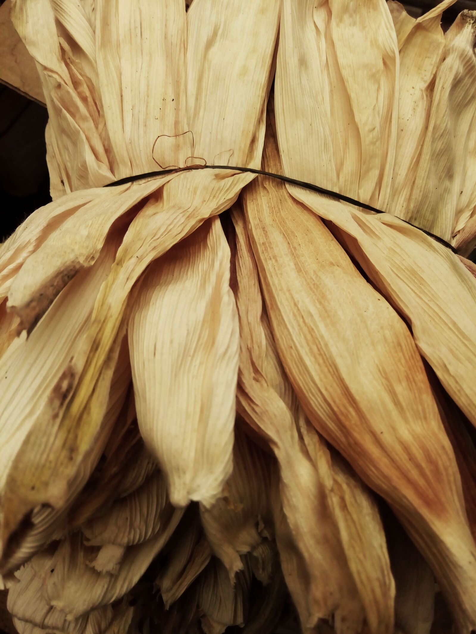 ZTE BLADE V580 sample photo. Leaves tamale, maize field photography