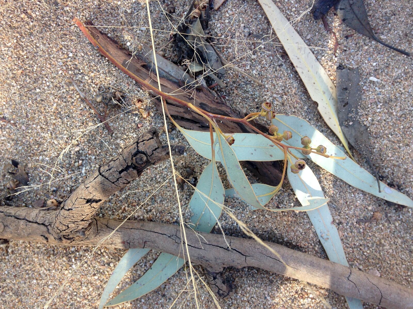 iPhone 5c back camera 4.12mm f/2.4 sample photo. Abstract, gum, leaves, river photography