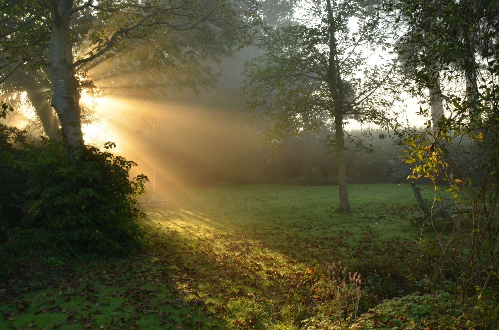 Nikon D7000 sample photo. Nature, forest, grass photography