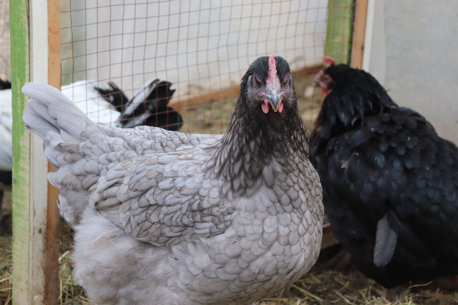 Canon EOS 200D (EOS Rebel SL2 / EOS Kiss X9) sample photo. Chicken, breed, ornament photography