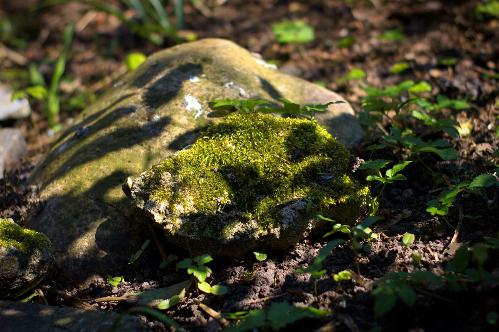 Canon EOS 2000D (EOS Rebel T7 / EOS Kiss X90 / EOS 1500D) sample photo. Stone, stein, natur photography