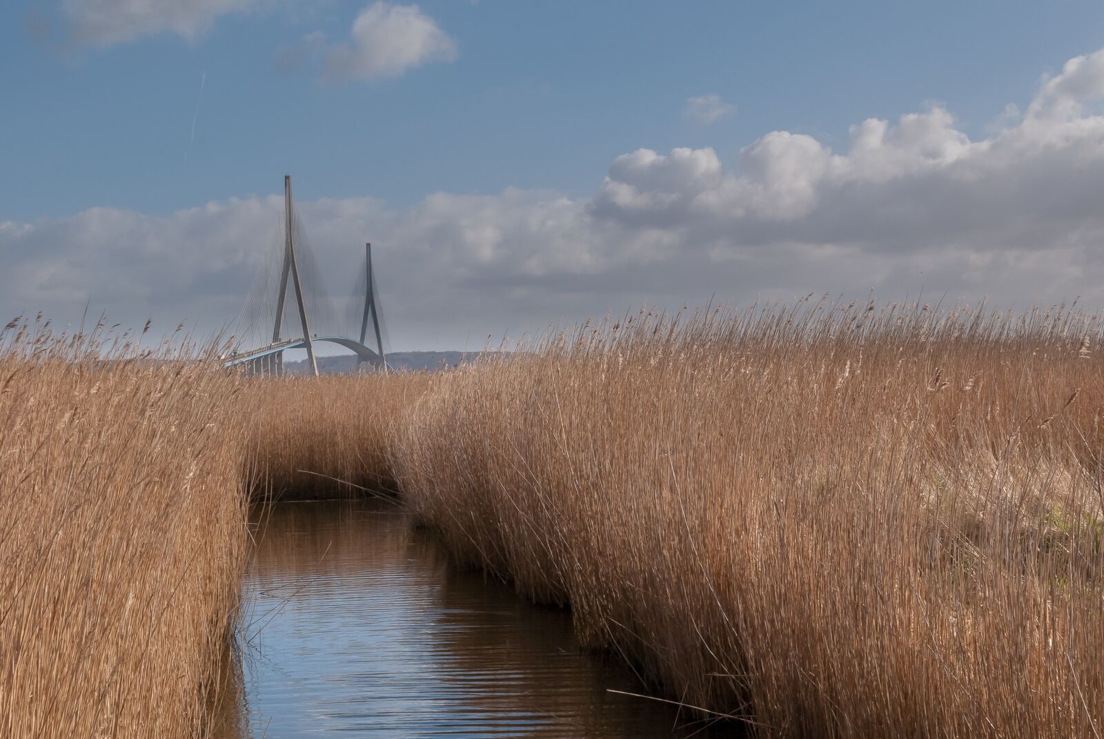 Nikon D80 sample photo. Landscape, nature, reed photography