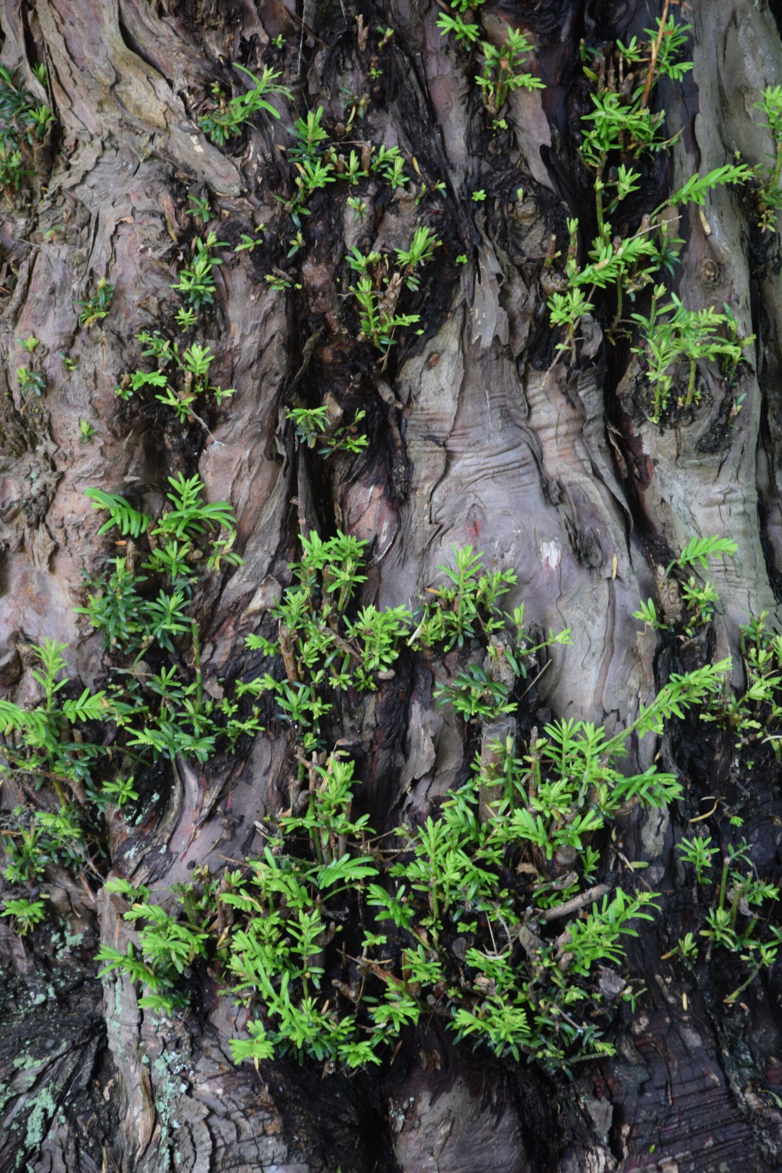 Nikon D5300 sample photo. Tree, green, nature photography