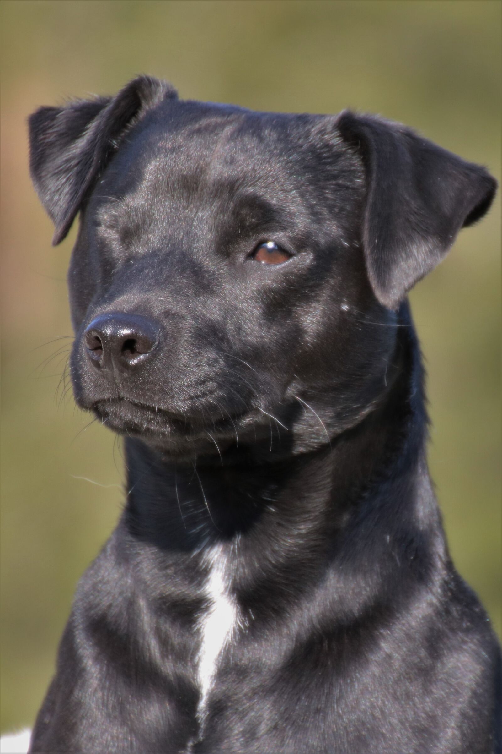 Canon EOS 750D (EOS Rebel T6i / EOS Kiss X8i) sample photo. Dog, black, terrier photography