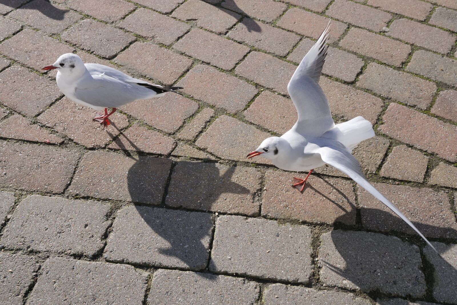 Panasonic Lumix DC-G9 sample photo. Animal world, gulls, nature photography