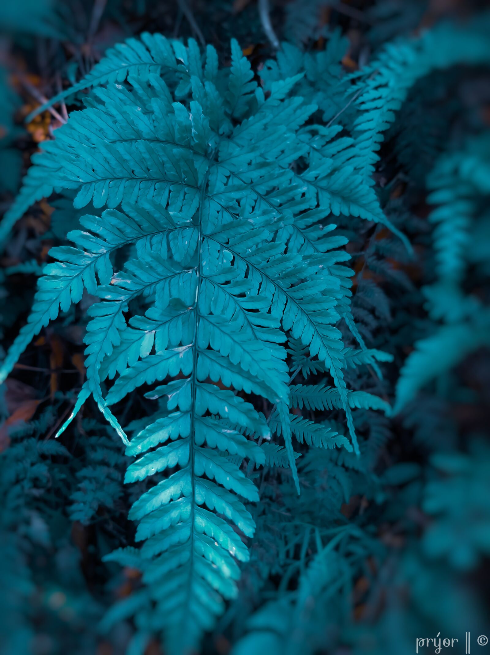 Samsung Galaxy A50 sample photo. Dark green leaves, leaves photography