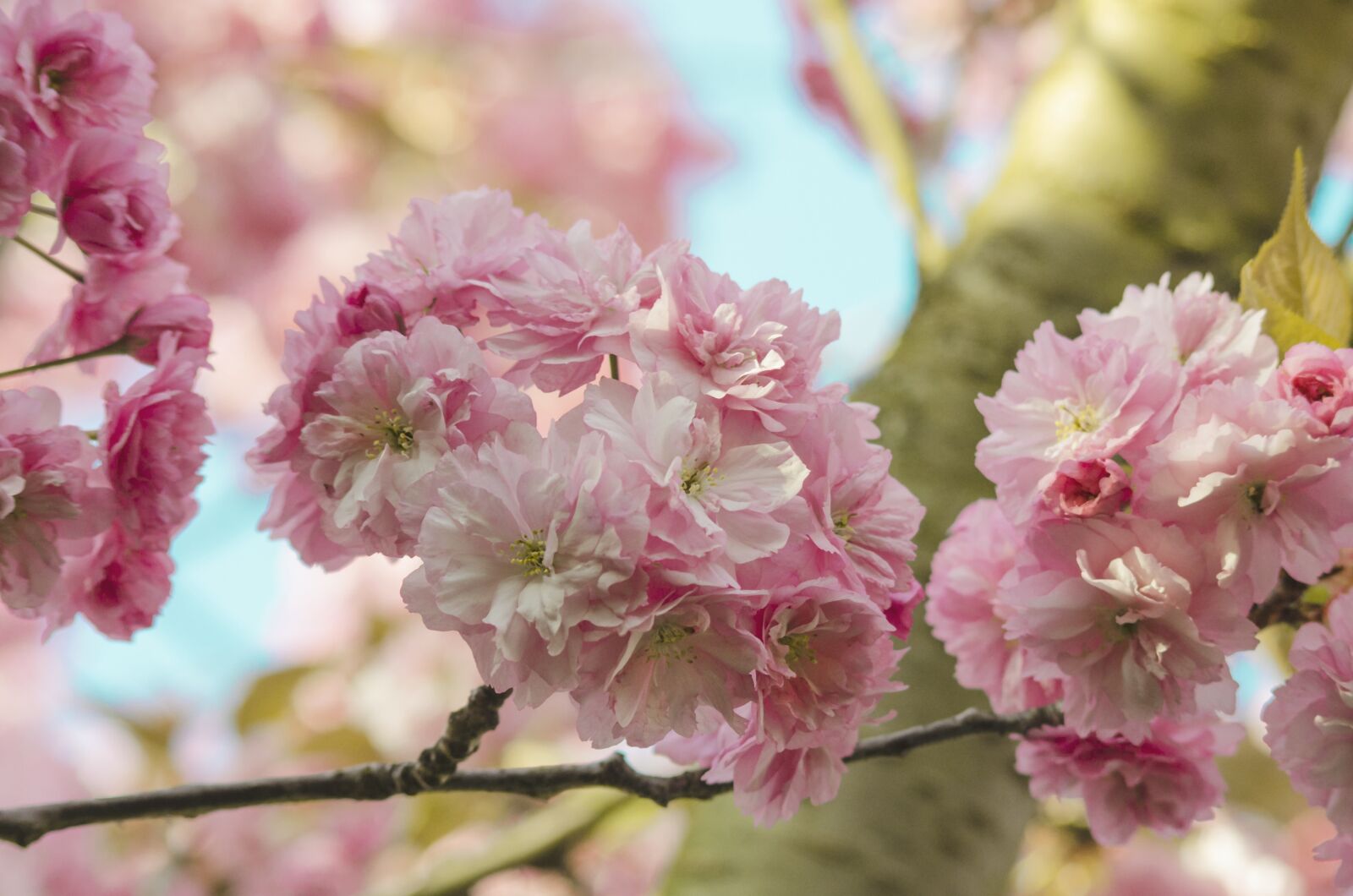 Nikon D5100 sample photo. Cherry blossom, banner, spring photography