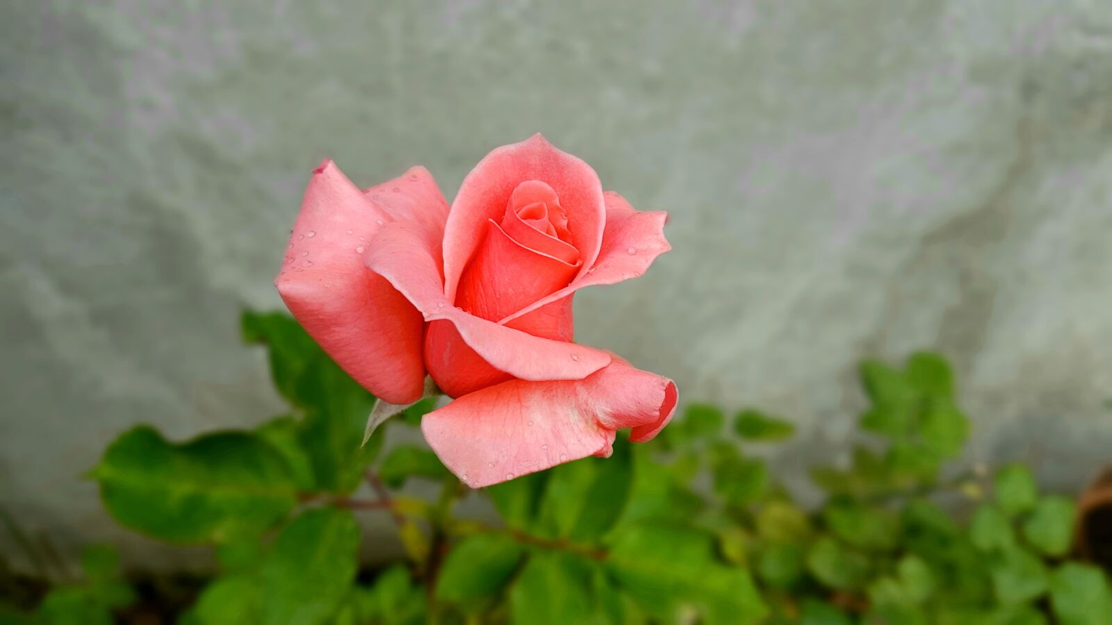 Samsung Galaxy S8+ sample photo. Flower, nature, plant photography