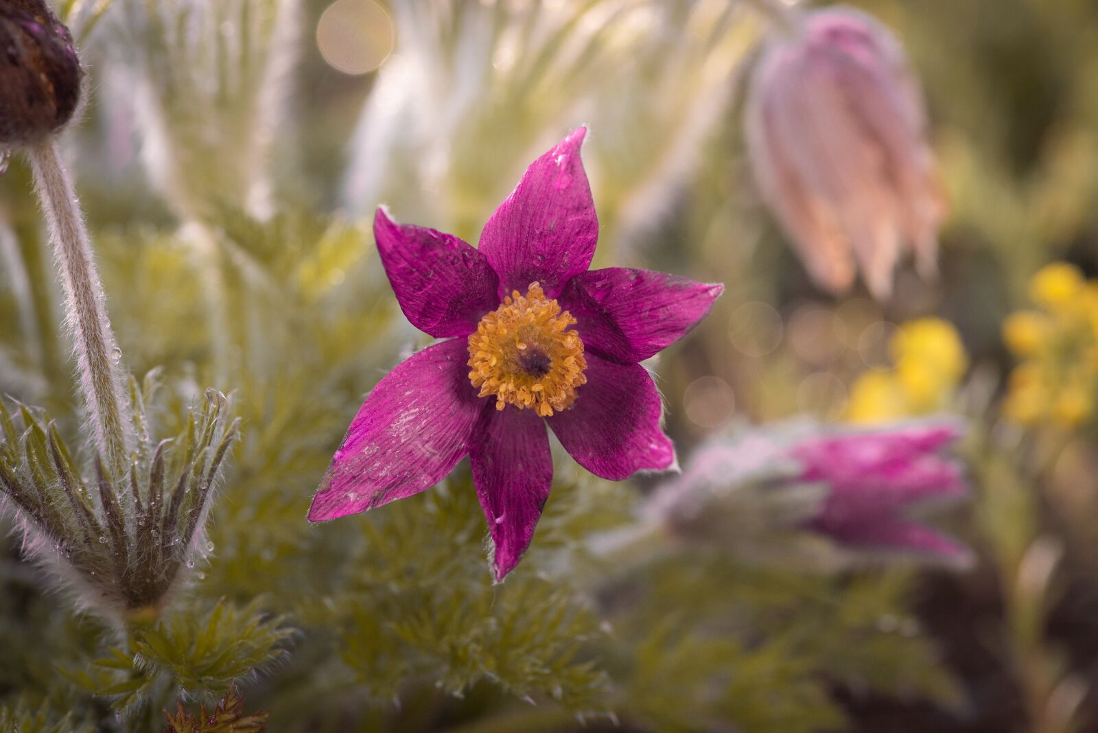 Nikon D750 sample photo. Anemone, garden, nature photography
