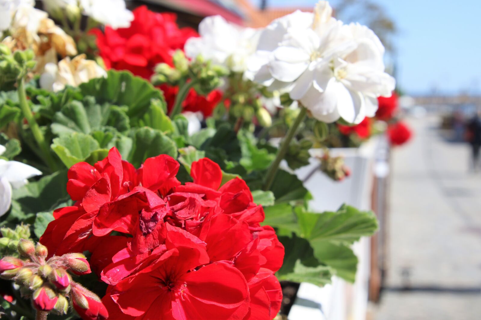 Canon EOS 7D Mark II sample photo. Flower, bed, flower, container photography