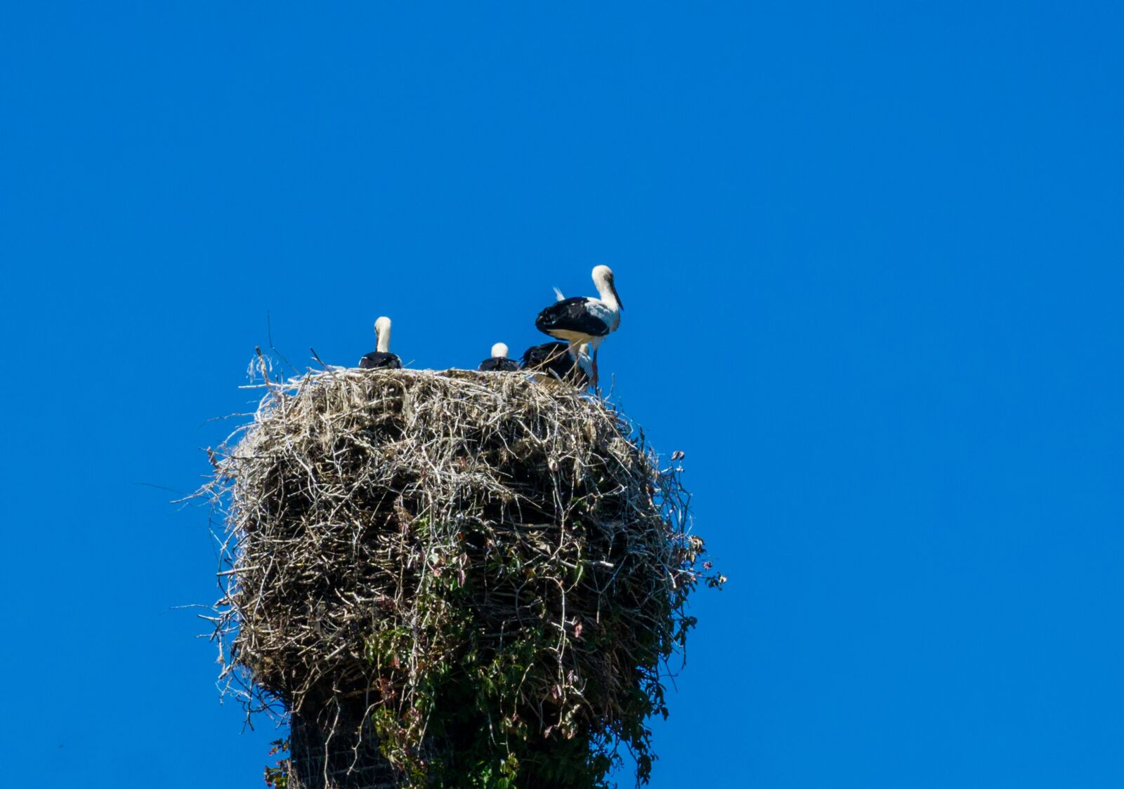 Sony a6000 sample photo. Stork, nest, bird photography