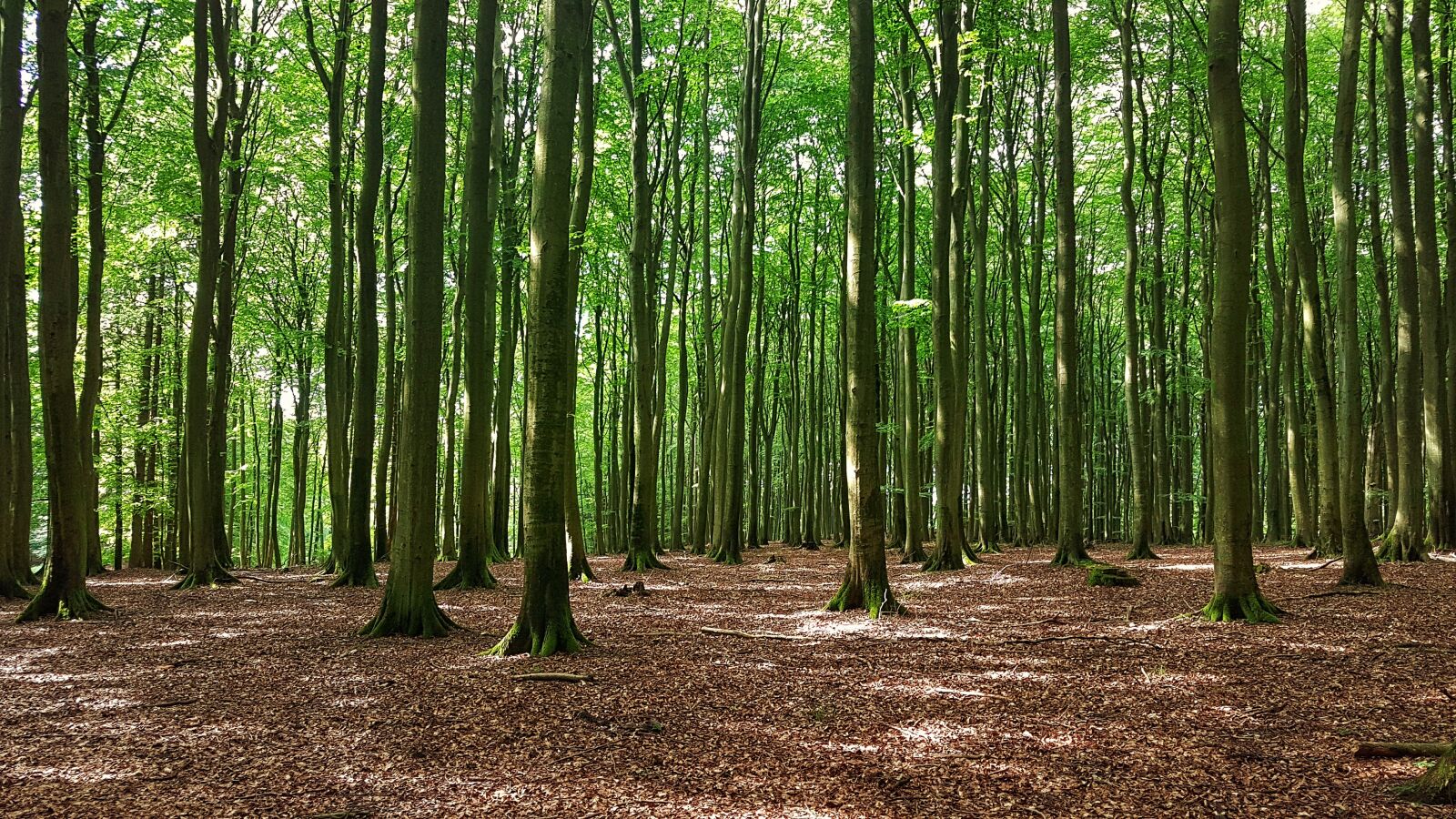 Samsung Galaxy S7 Edge sample photo. Forest of r gen photography