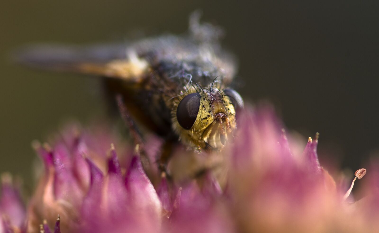 Pentax K-30 sample photo. Hoverfly, fly, insect photography