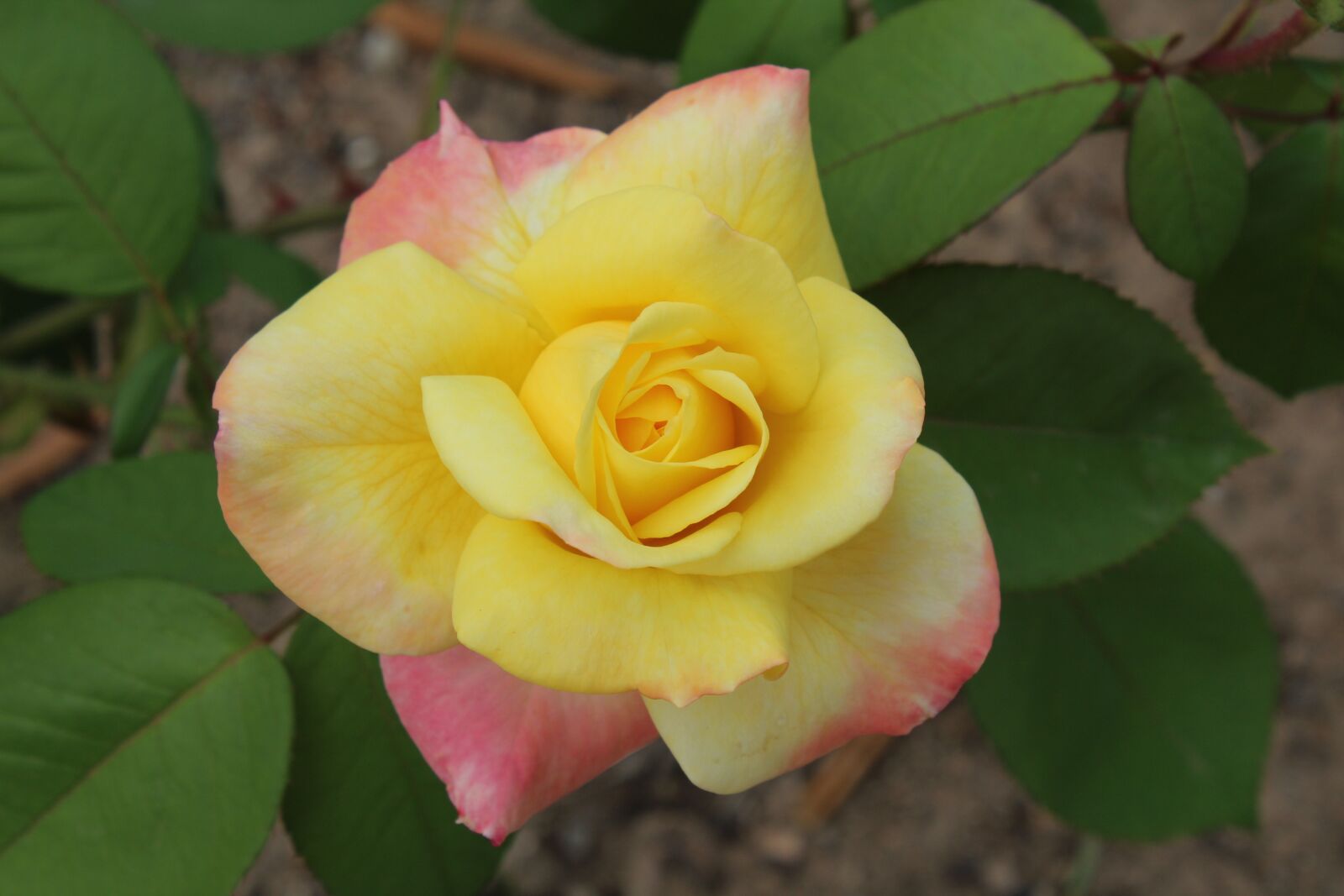 Canon EOS 1300D (EOS Rebel T6 / EOS Kiss X80) sample photo. Flower, spring, yellow photography