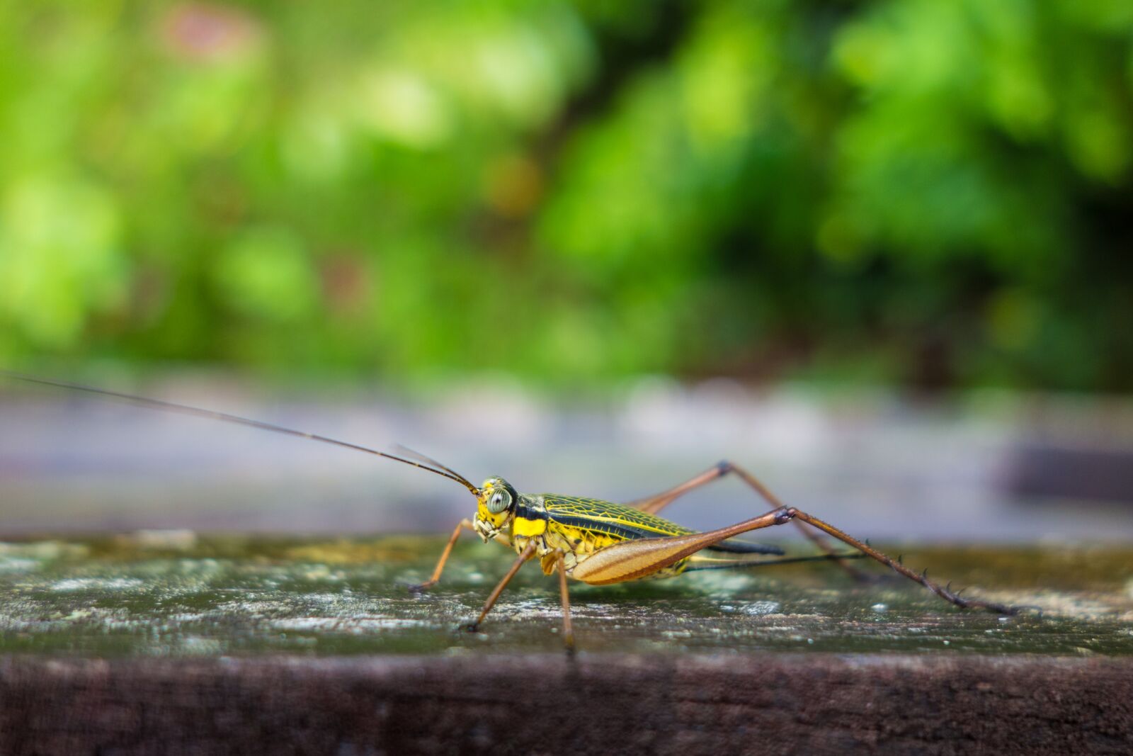 Sony Cyber-shot DSC-RX100 sample photo. Insect, yellow, bug photography