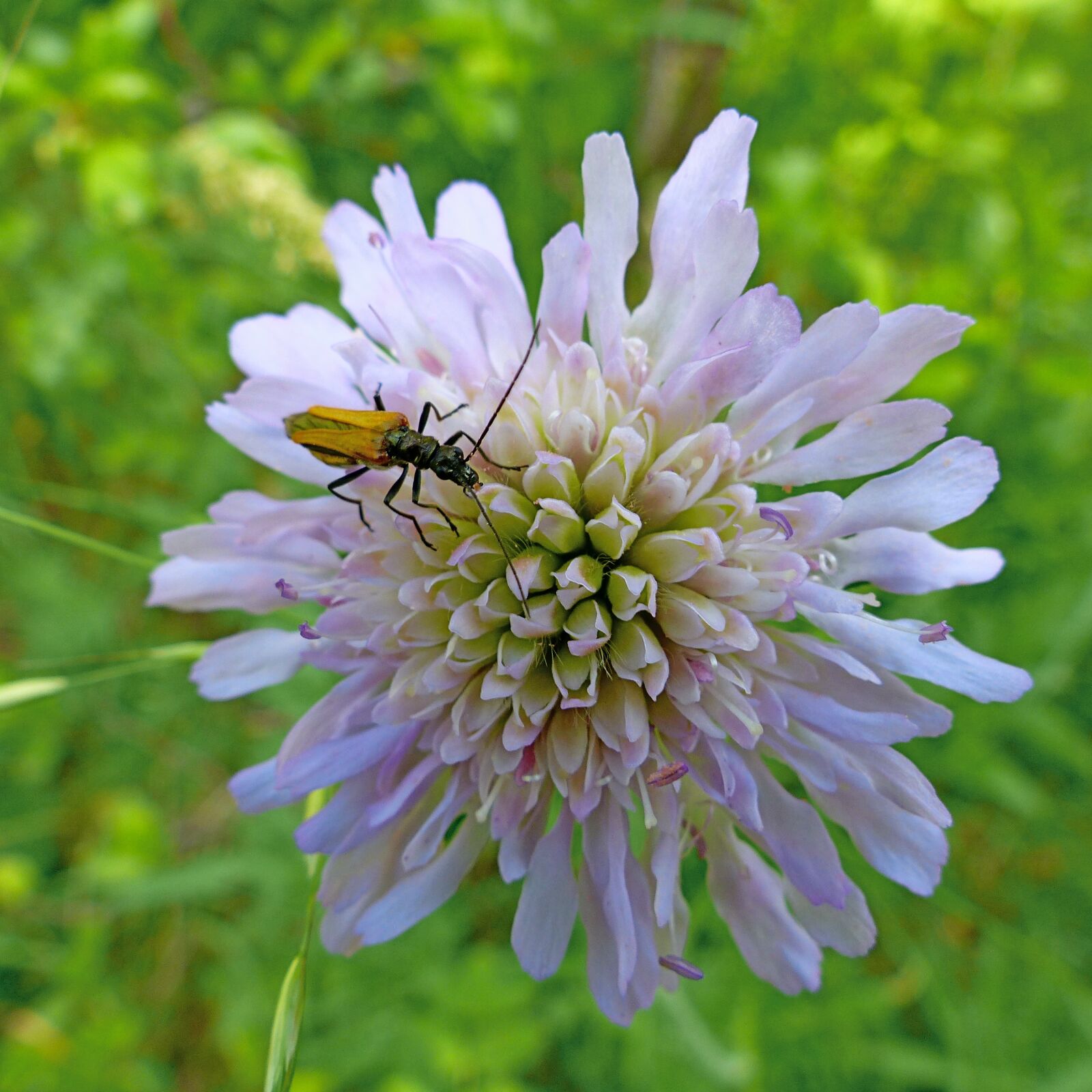 Panasonic Lumix DMC-FZ200 sample photo. Flowers, macro, insect photography