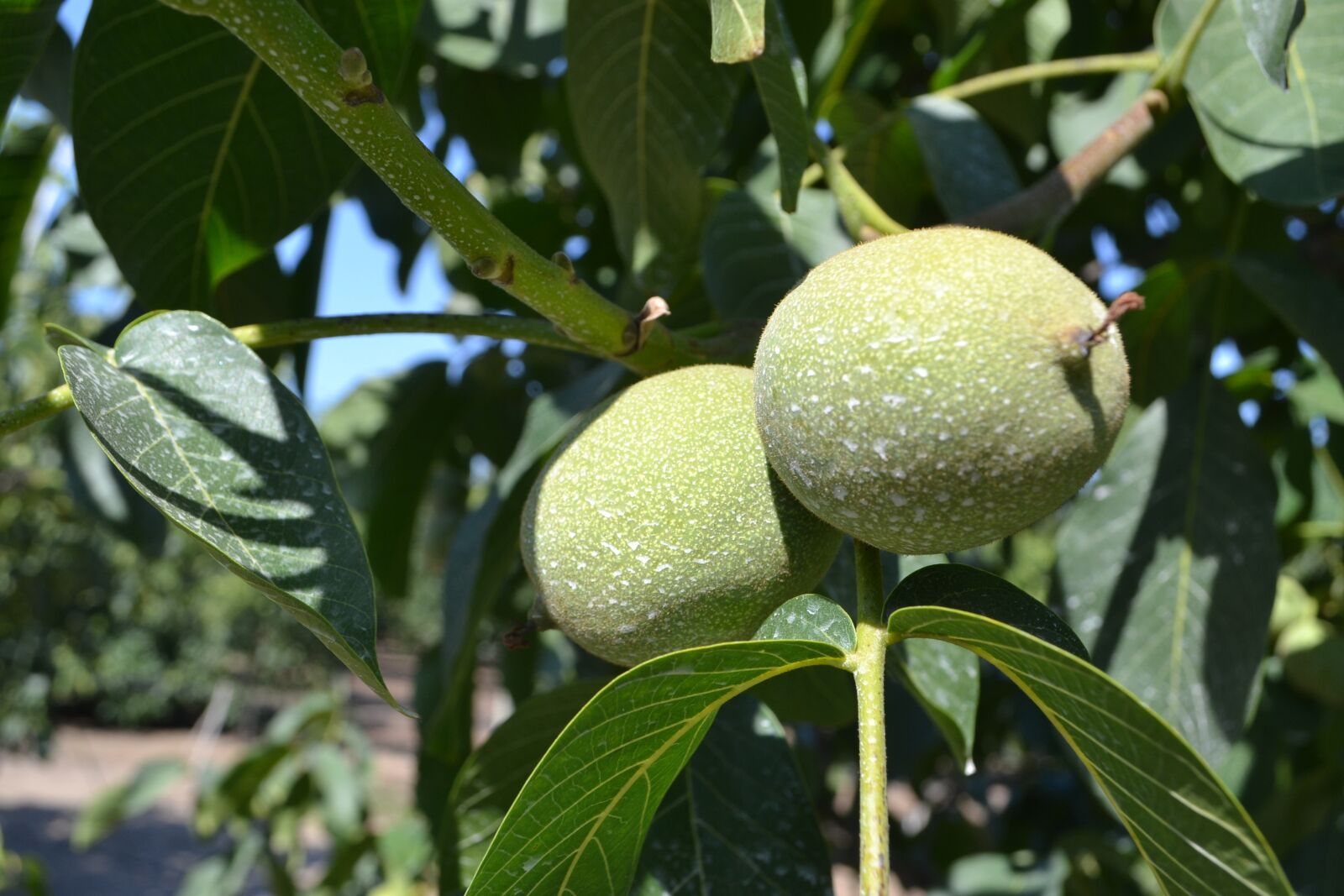Nikon D3100 sample photo. Cultivation, nuts, organic photography