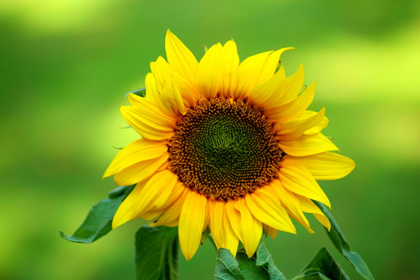 Canon EOS 1200D (EOS Rebel T5 / EOS Kiss X70 / EOS Hi) sample photo. Sunflower, flower, ornamental sunflower photography
