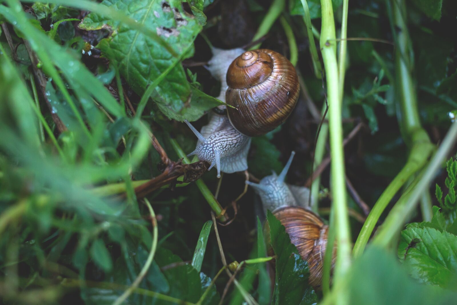 Canon EOS 6D + Canon EF 40mm F2.8 STM sample photo. Close-up, gastropod, invertebrate photography