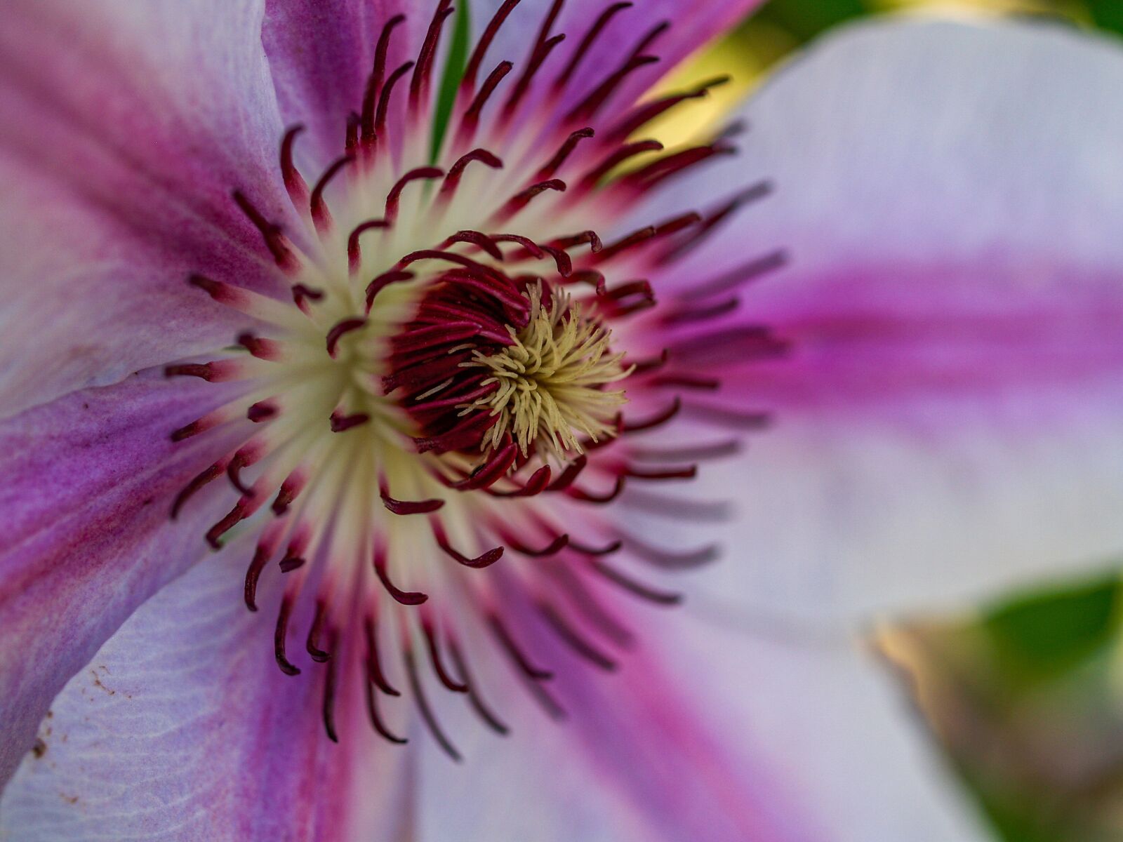 Olympus E-500 (EVOLT E-500) sample photo. Flower, close up, center photography
