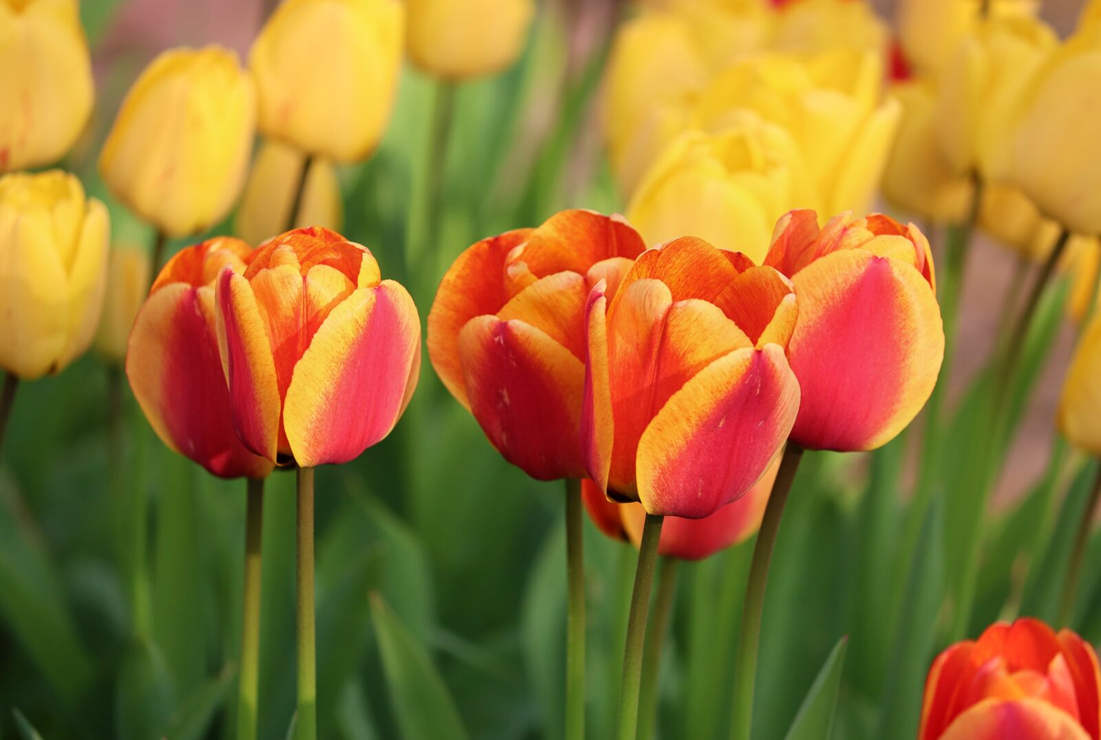 Canon EOS 200D (EOS Rebel SL2 / EOS Kiss X9) sample photo. Tulips, orange, yellow photography