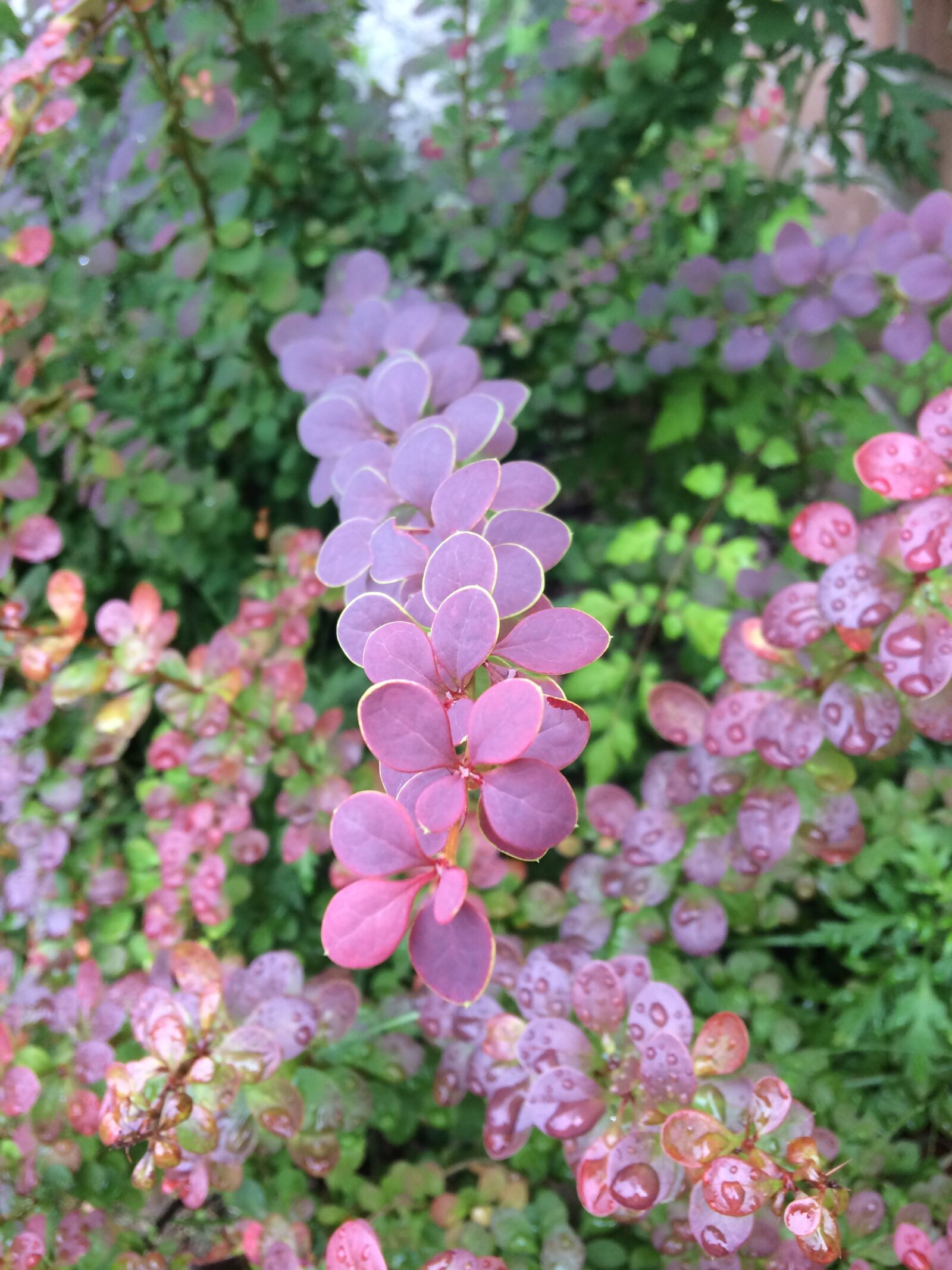 iPhone 5s back camera 4.12mm f/2.2 sample photo. Herb, green, pool photography