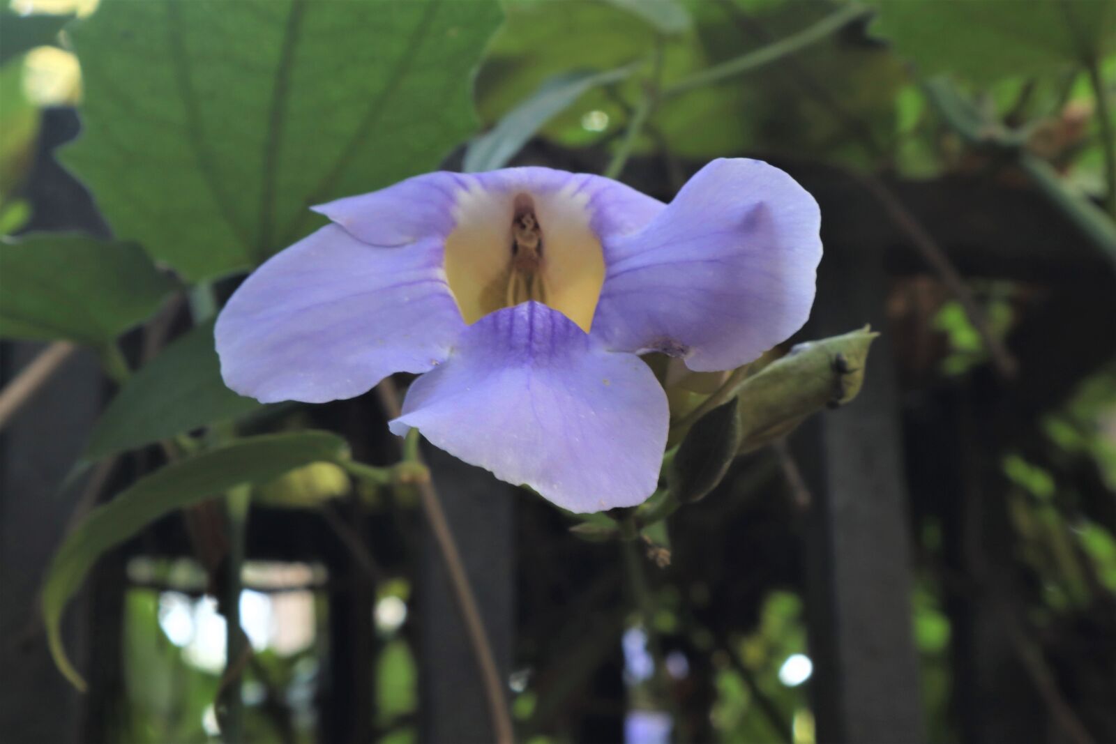 Canon EF-M 15-45mm F3.5-6.3 IS STM sample photo. Flower, beautiful flower, nature photography