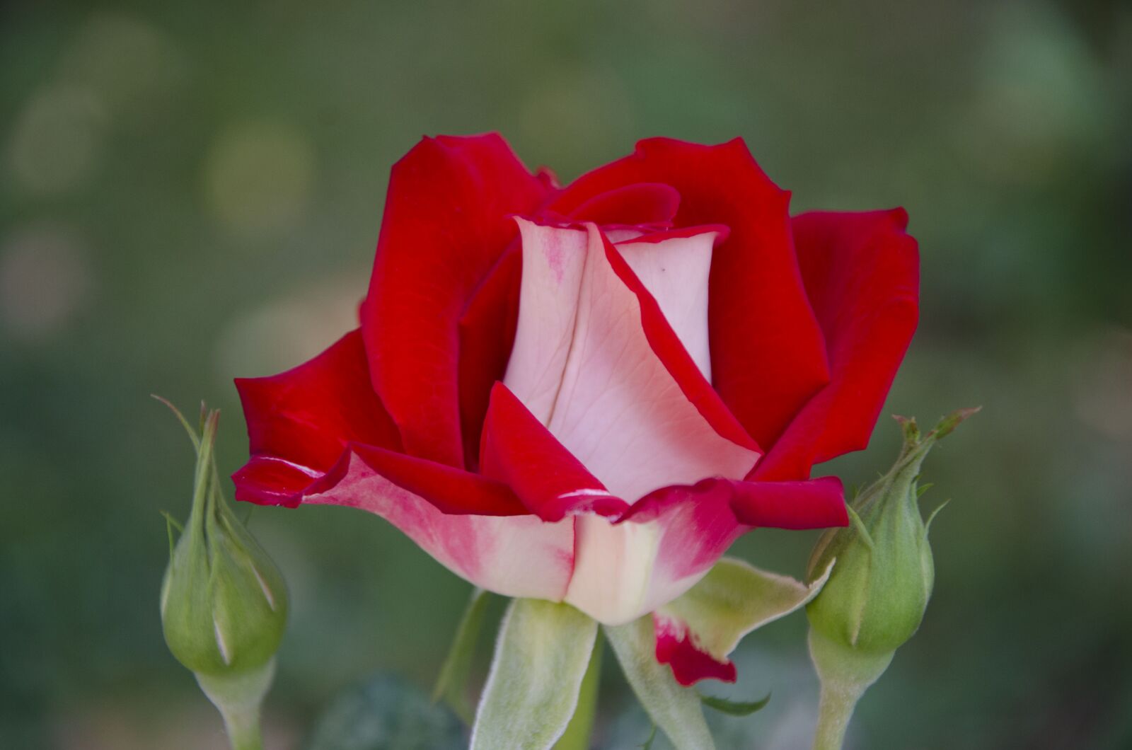 Nikon D7000 sample photo. Rose, red rose, flower photography