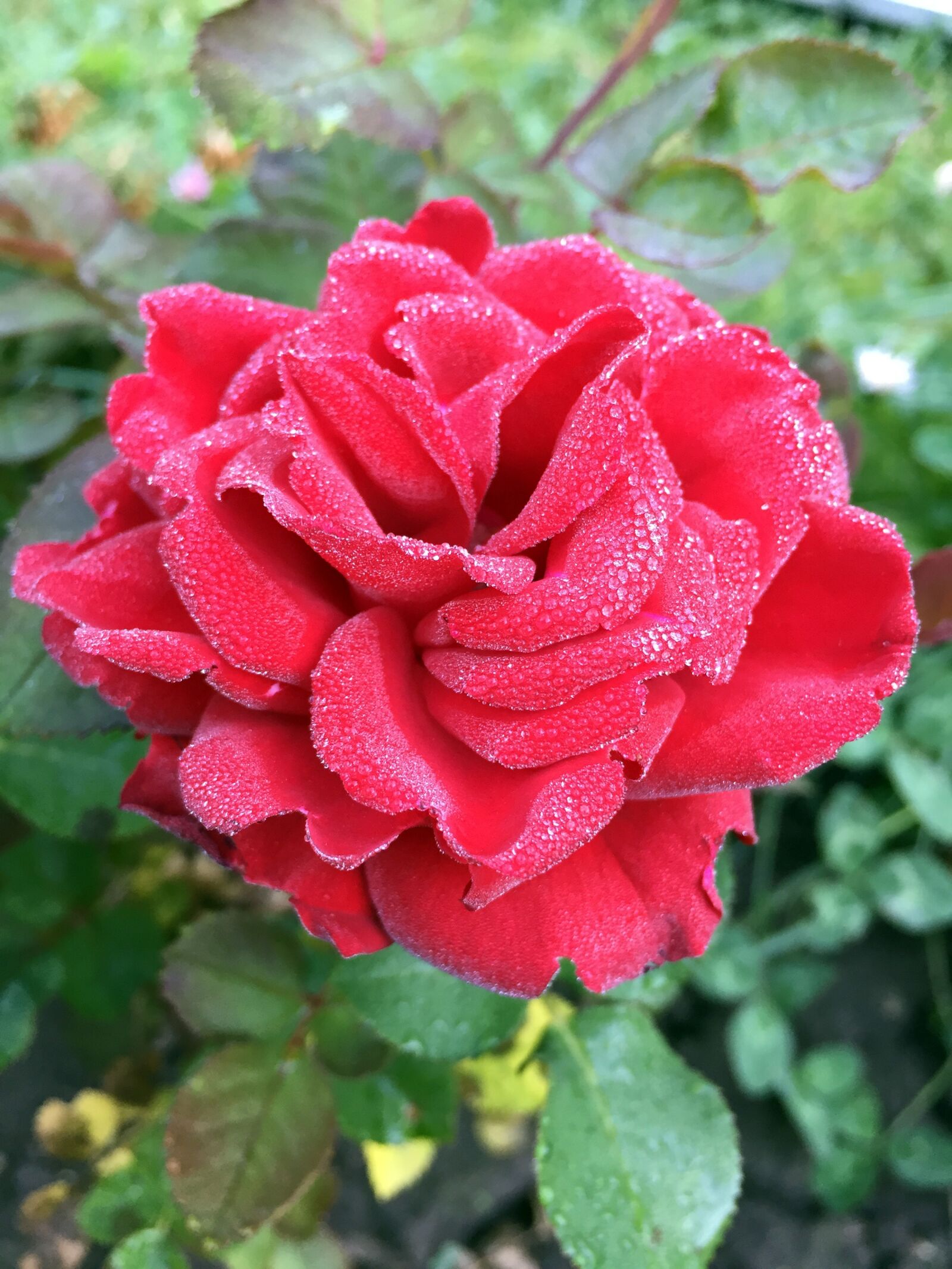 Apple iPhone 6 sample photo. Rose, rosa, flower photography