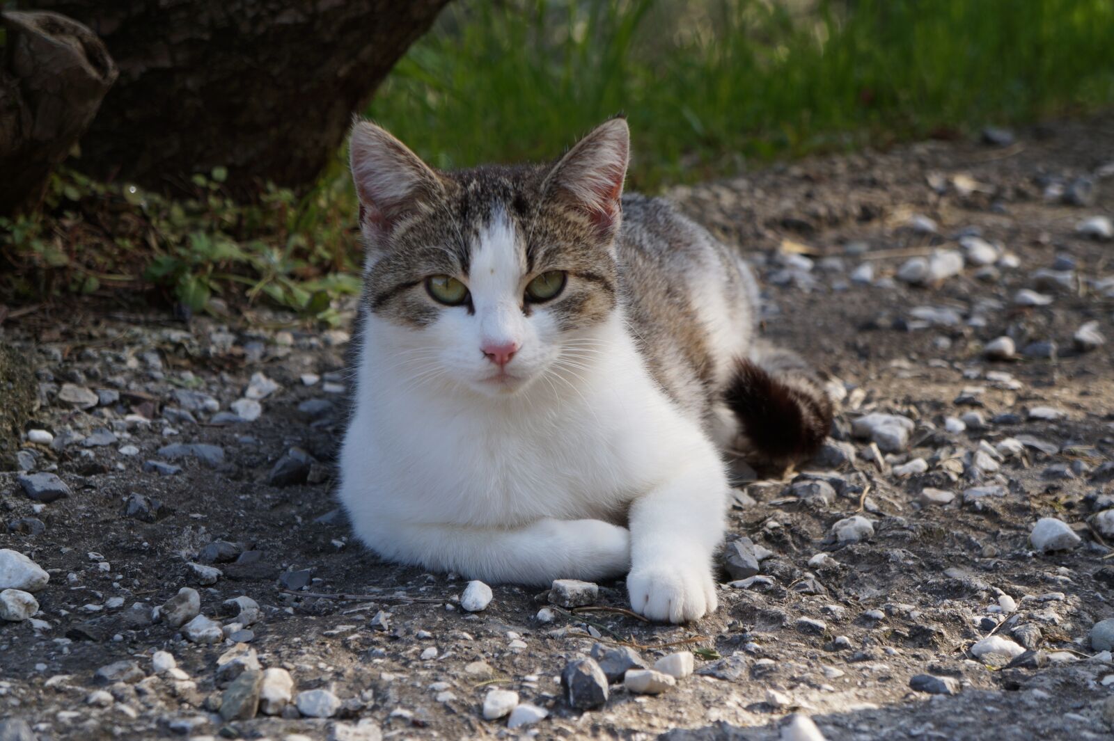 Sony Alpha a3000 + Sony E 18-55mm F3.5-5.6 OSS sample photo. Italy, vacations, cat photography